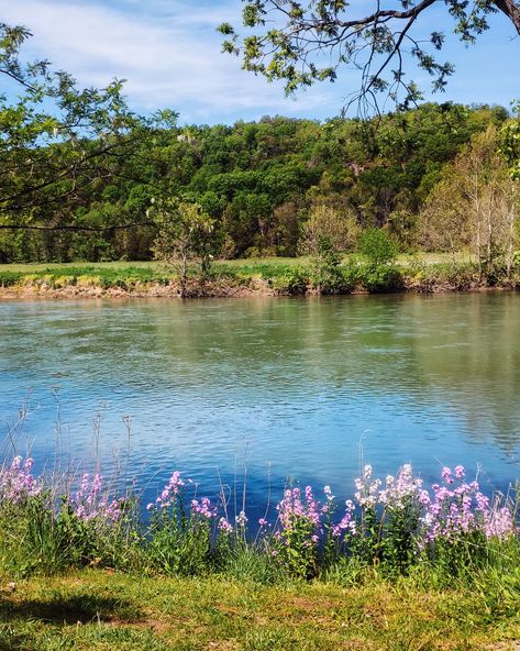 Flowers lining the Shenandoah River at Shenandoah National Park, Virginia, USA. Shenandoah River, Shenandoah National Park, Virginia Usa, Top Artists, Stranger Things, Science Poster, National Park, Stranger Things Fanart, Sell Your Art