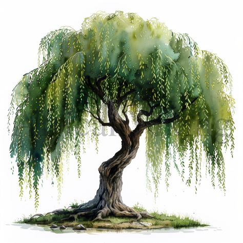 Willow Trees Clipart | 10 High Quality JPGs | Digital Download | Card Making | Botanical Art | Journaling | Digital Paper Craft | Clip Art 🎨🖼️ 10 High-Quality JPGs for Creative Projects 🆓 FREE Commercial License Included! 🌟 Features: Dimensions: 5000 x 5000 pixels Resolution: 300 DPI Perfect for creating mouse mats, wall art, mugs, t-shirts, cushions, cardmaking, scrapbooking, crafting, PapercraftCard Making & Stationery, MaterialsEmbellishments, Clip Art & Image Files and mixed-media projec