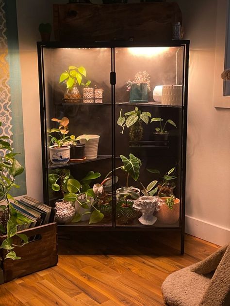 Ikea Cabinet Plants, Plant Cabinet Display Diy, Ikea Greenhouse Cabinet Rudsta, Curio Greenhouse, Plant Cabinet Diy, Glass Plant Cabinet, Green House Cabinet, Ikea Plant Cabinet, Plant Cabinets