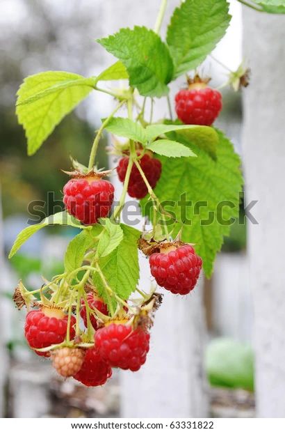 Twig Raspberry Stock Photo (Edit Now) 63331822 Wood Plank Texture, Growing Raspberries, Twig Branch, White Fence, Fruit Plants, White Stock, Fruit Trees, Botanical Illustration, Tree Branches