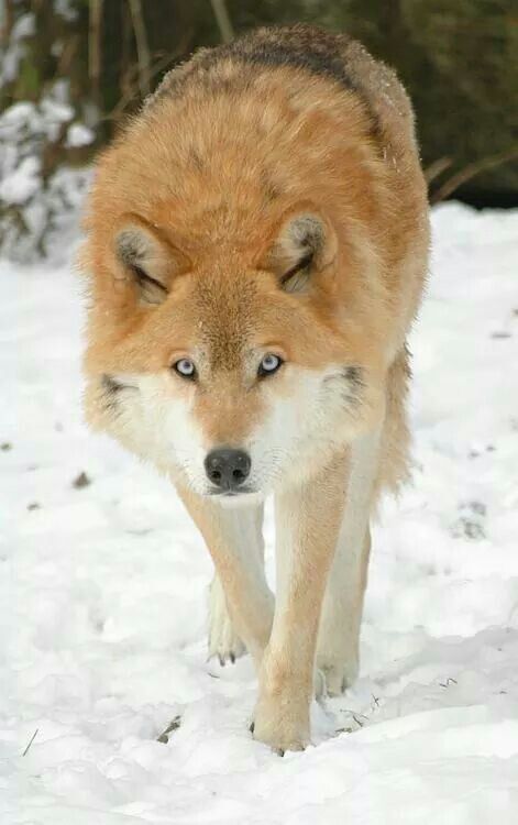 Runa Rare Wolf Colors, Wolves And Foxes, Golden Wolf, Beautiful Wolf, Wolf Quotes, Wolf Photos, Wolf Love, Wild Wolf, Red Wolf