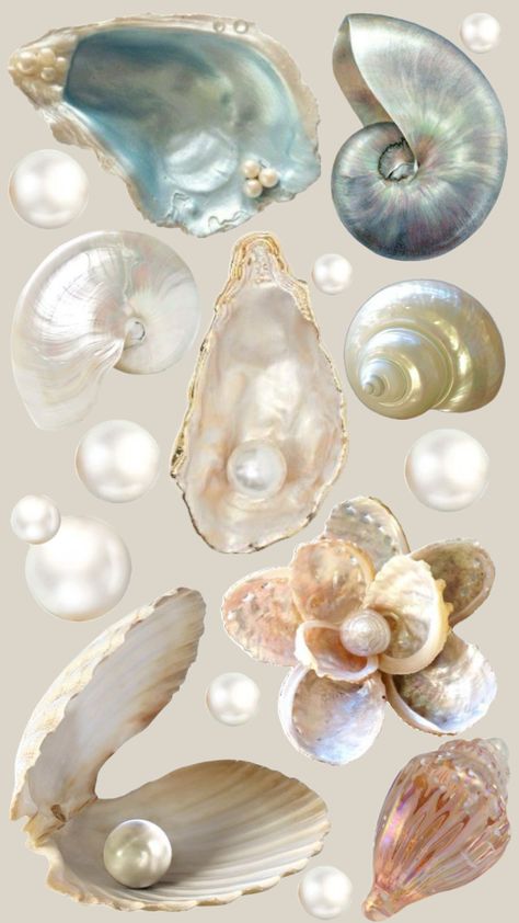 Sea Shells Aesthetic, Mermaid Color Palette, Shells Aesthetic, Shell Aesthetic, Natural Form Art, Cute Images For Wallpaper, Sea Stories, Mermaid Coloring, Summer Backgrounds