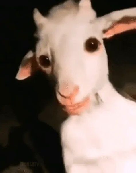 Scary Goat, Oddly Terrifying, Scary Photos, Horror Photos, Creepy Core, Creepy Photos, Uncanny Valley, Creepy Stuff, Scary Art