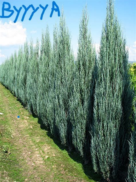 Blue Arrow Juniper, Compound Design, Green Giant Arborvitae, Giant Arborvitae, Lake Landscaping, Plants Terrarium, Colorado Blue Spruce, Blue Arrow, Privacy Landscaping