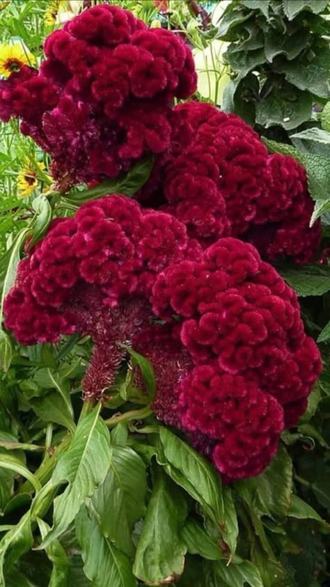 Celosia Flower, Valley Of Flowers, Strange Flowers, Garden Help, Wallpaper Nature Flowers, Beautiful Rose Flowers, Beautiful Flowers Pictures, Different Flowers, Good Morning Flowers