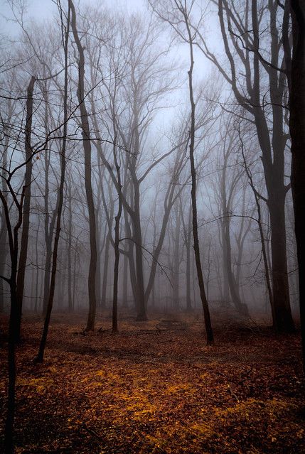 Dark Autumn, Autumn Scenery, The Fog, Fall Pictures, Best Seasons, Autumn Cozy, Autumn Aesthetic, Fall Wallpaper, Samhain