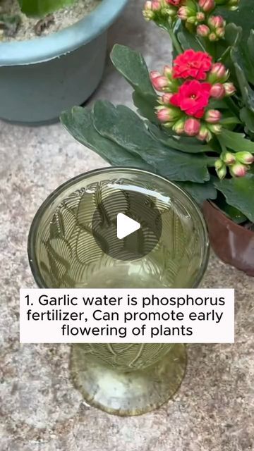 Amazing Garden on Instagram: "5 tips for plant care #backyardgardening #gardeninglife #vegetablegardening #vegetablegarden #gardeningtips #gardeninglove #organicgardening #gardensofinstagram #gardenideas #urbangardening #gardeningistherapy #gardeninggoals #homegardening #gardeninspiration #lovegardening #gardeningisfun #countrygarden #veggiegarden #happygardening" Rice Water For Plants, Flower Planting Guide, Garlic Water, Plant Parenting, Flower Fertilizer, Flower Planting, Plant Fertilizer, Planting Guide, Gardens Design