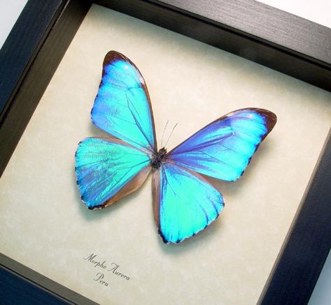 Morpho Aurora Butterfly, Butterflies Real, Insects Names, Christian Schloe, Framed Butterflies, Taxidermy Display, Blue Morpho Butterfly, Morpho Butterfly, Blue Morpho