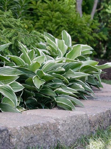 Use Hosta (Hosta spp.) as a border plant for driveways and pathways. | 20 Plants to Use as Lawn and Garden Borders Longfield Gardens, Edging Plants, Light Purple Flowers, Pathway Landscaping, Border Plants, Landscape Edging, Lawn And Landscape, Small Cottage, Garden Borders