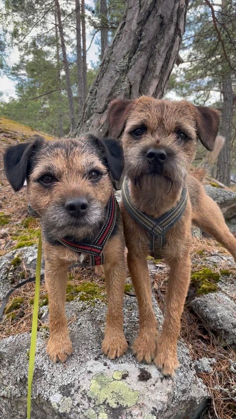 Border Terrier Puppy, Dog Types, Beautiful Borders, Border Terriers, Dog Anatomy, Lakeland Terrier, Cute Borders, Raining Cats And Dogs, Animals Friendship