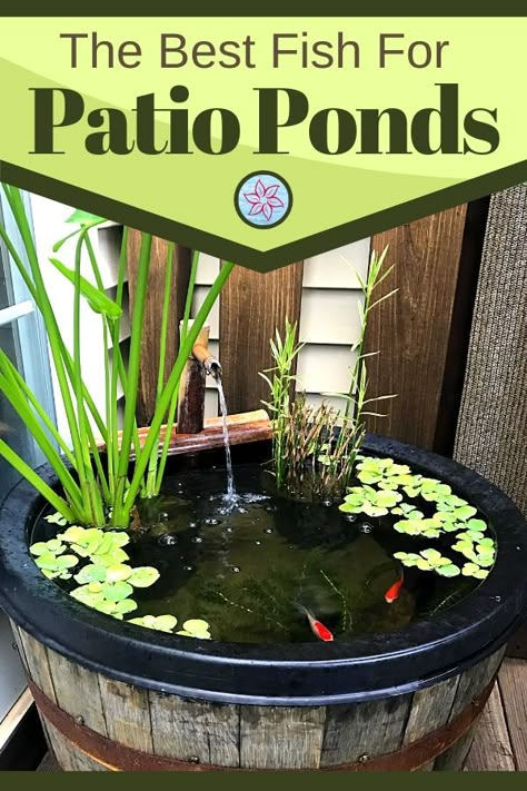 Are you looking for the best fish options for your outdoor container pond or a small water feature? The good news is that you can keep many types of fish inside a smaller space but there are a few things you will need to know before starting. Water Garden Inside House, Deck Fish Pond Ideas, Easy Fish Pond Ideas, Small Pond For Garden, Water Features For Deck, Small Coy Pond Ideas Backyards, Small Round Pond Ideas, Container Koi Pond, Small Backyard Fish Pond Ideas