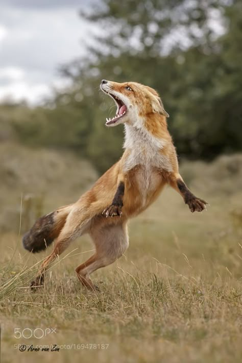 It Takes Two To Tango, Dog Jumping, Vulpes Vulpes, Animal Action, Animal Study, Foxtrot, It Takes Two, Wild Dogs, Love Nature