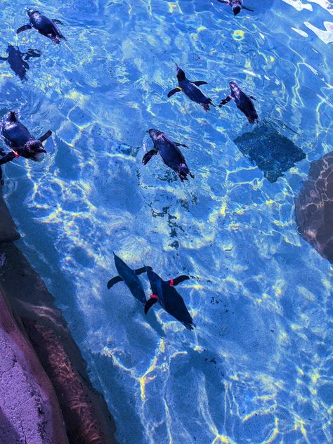 Blue Penguin Aesthetic, Freminet Aesthetic, Penguin Aesthetic, Penguin Wallpaper, Fish Under The Sea, Big Freeze, Blue Penguin, Aesthetic Sea, Sea Underwater