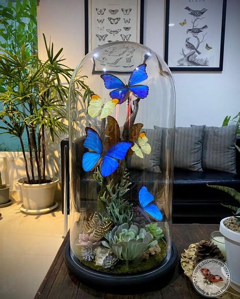 Entomology Decor, Glass Cloche Decor, Butterfly Museum, Teacher Appreciation Themes, Horror Room, Cloche Decor, Taxidermy Decor, Antique Bell, Blue Morpho