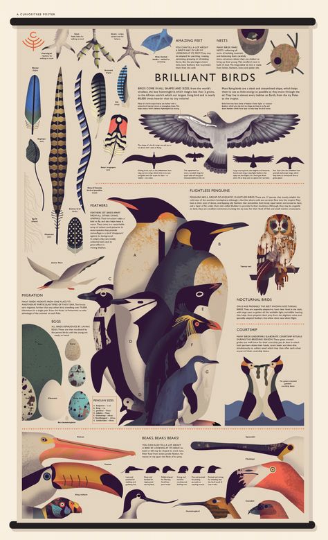 Natural Science Illustration, Informative Illustration, Illustrated Infographic, Information Illustration, Book Hanging, Bird Creature, Informational Poster, Owen Davey, Animal Infographic