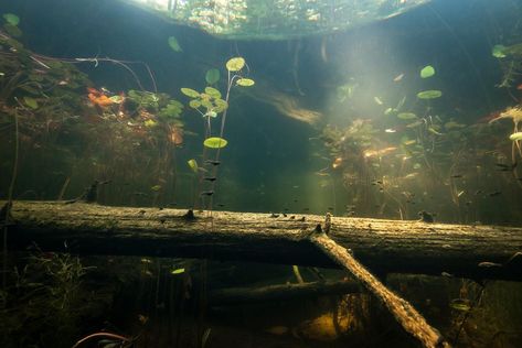 LATE AFTERNOON POND LIGHT
Western toad tadpoles, Anaxyrus boreas, swim through pond lit by late afternoon light.

Photo ID: swamp-and-wetland-underwater-84
© Eiko Jones 2021 Toad Tadpoles, Pond Underwater, Swamp Scene, Ocean Games, Aquarium Ideas, Pond Lights, Underwater Scene, Afternoon Light, Light Photo