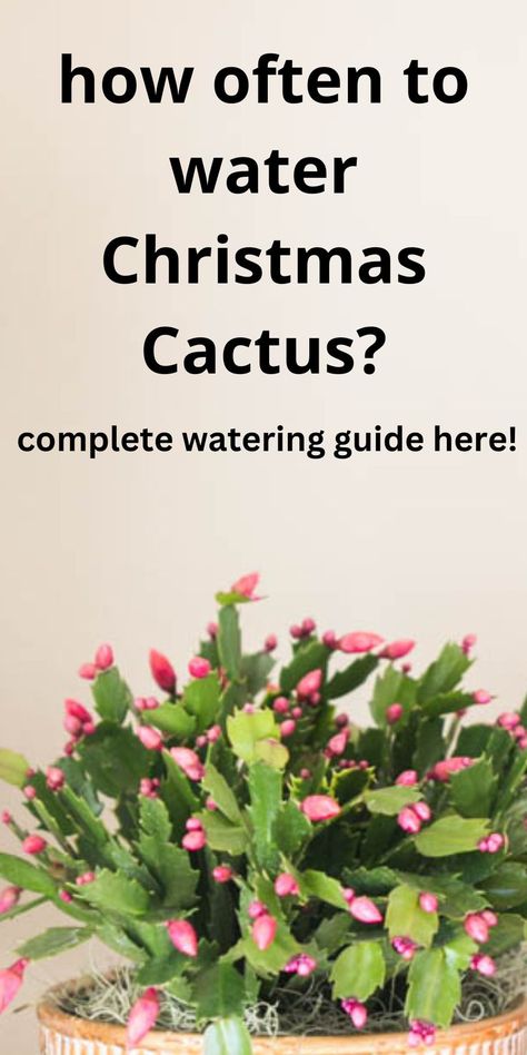 pink Christmas cactus Christmas Cactus Care, Thanksgiving Cactus, Cactus Care, Christmas Cactus, Green Garden, Garden Cottage, Cactus, Thanksgiving, Plants