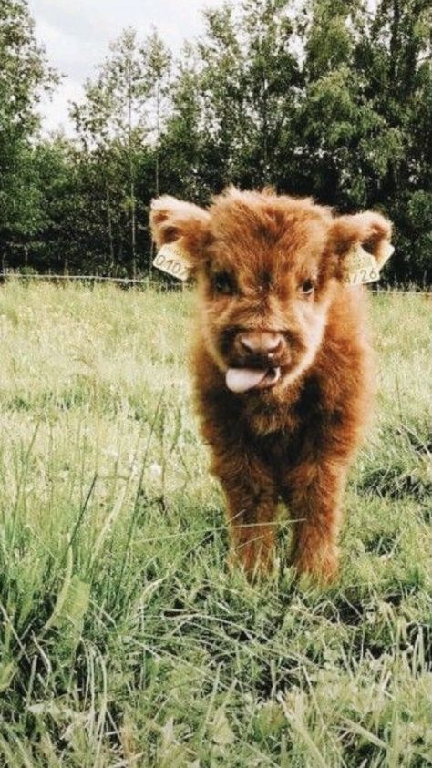 Fluffy Cows, Baby Cow, Cow, Media, Dogs