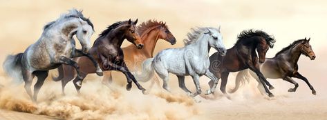 Agriculture Photos, Horse Herd, Wild Horses Running, Painted Horses, Horses Running, Horse Galloping, Horse Posters, Horse Wallpaper, Running Horses