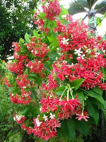 Buy Madhumalti Flower from Amazon Madhumalti Plant, Rangoon Creeper, Topiary Garden, Canvas Art Decor, Fragrant Plant, Jasmine Flower, Plant Collection, Flower Plant, Flowering Trees