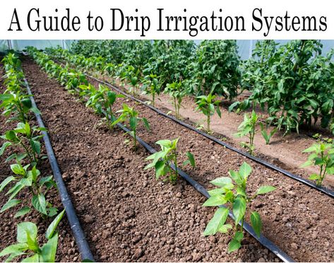 Drip Tape, Drip System, Drip Irrigation System, Pepper Plants, Organic Tomatoes, Rainwater Harvesting, Plant Diseases, Drip Irrigation, Plant Cuttings