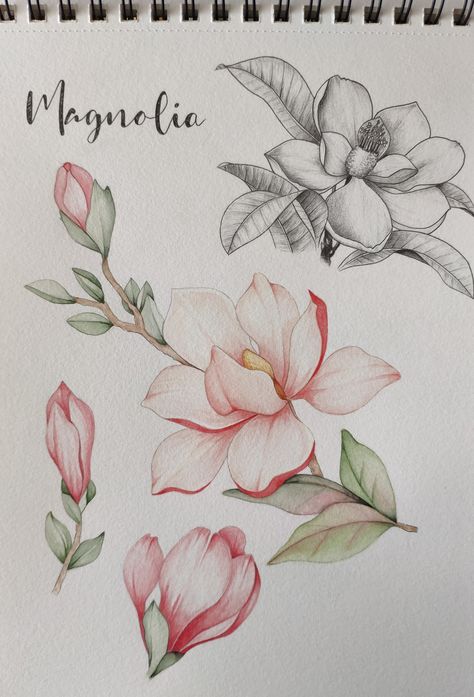 Magnolia Blossom Drawing, Magnolia Tree Drawing, Magnolia Drawing, Magnolia Watercolor, Watercolor Magnolia, Contemporary Botanical Art, Flower Drawing Tutorials, Flower Art Drawing, Tangle Art