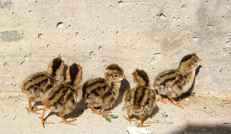 Male Or Female California Quail Chicks? | BackYard Chickens Baby Quail Chicks, Quail Care, Quail Chicks, Baby Quail, Gambles Quail, Button Quails, Mearns Quail, Wild Chicken, Bobwhite Quail