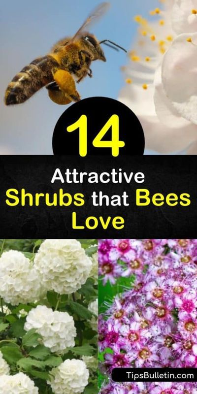 Come learn how to create a landscaped yard that draws in honeybees, solitary bees, hummingbirds, and all other pollinators. Learn how to plant butterfly bush, lilac, viburnum, and other shrubs as a continuous food source for pollinators. #beels #shrubs #shurbsforbees #attractingbees Honeybee Flowers, Best Flowers For Bees, Bee Friendly Flowers, Lilac Plant, California Lilac, Bee Friendly Plants, Bee Friendly Garden, Habitat Garden, Flowering Bushes