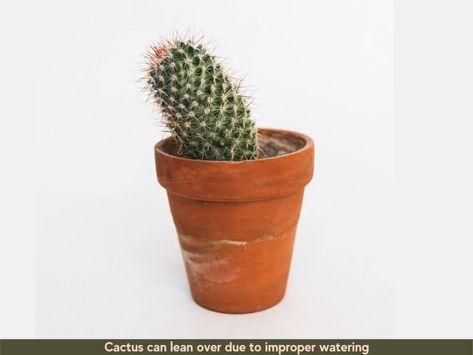 Replanting Cactus, Tall Cactus, Cactus Leaves, Cactus House Plants, Cactus Care, Barrel Cactus, Root Rot, Small Cactus, Succulent Gardening