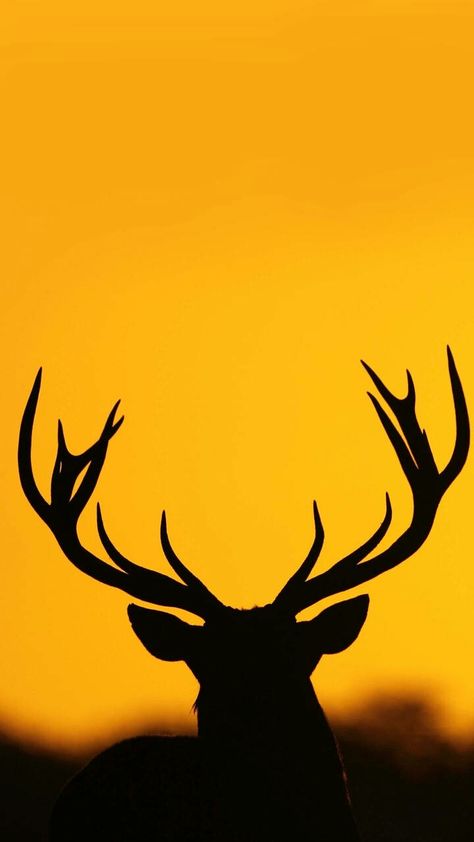 HD Wallpaper Stag Buck Wallpaper Iphone, Buck Wallpaper, Hostel Poster, Stag Wallpaper, Lo-fi Wallpaper, Deer Wallpaper, Red Stag, Whitetail Deer, Deer Antlers