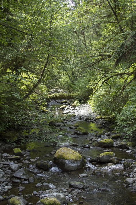 Quinault Rainforest | Olympic National Park, WA - Pacific Northwest Pacific Rainforest, Quinault Rainforest, Color Ombre Hair, Temperate Forest, Blonde Ombre Hair, The Sound Of Rain, Temperate Rainforest, Olympic Peninsula, Sound Of Rain