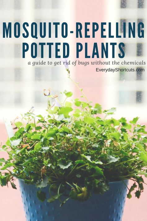 Mosquito-Repelling Potted Plants - Everyday Shortcuts Start A Garden, Container Herb Garden, Herb Garden In Kitchen, Indoor Herb, Herb Gardens, Kitchen Herbs, Starting A Garden, Plant Therapy, Deck Garden