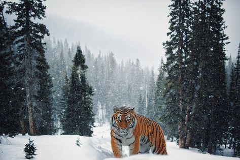 Sumber Daya Alam, Big Cat Rescue, Tiger Wallpaper, Snow Forest, Time Photography, Siberian Tiger, Digital Backgrounds, Dark Yellow, New Backgrounds