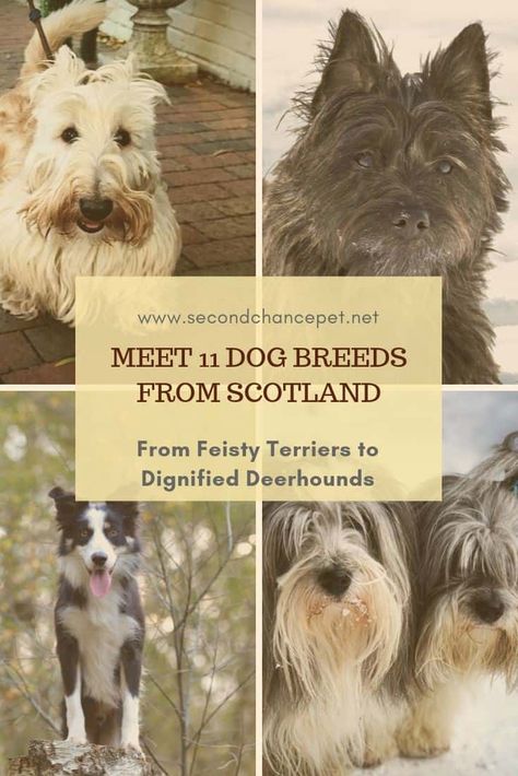 11 SCOTTISH DOG BREEDS – RANGING FROM THE THIRD MOST POPULAR TO THE 182ND.  ARE ONE OF THESE BREEDS RIGHT FOR YOU? Scottish Dog Breeds, Scottish Dog, Dandie Dinmont Terrier, Terrier Rescue, Scottish Deerhound, Skye Terrier, Dog Breeds Medium, Dogs Breeds, Scottish Terriers