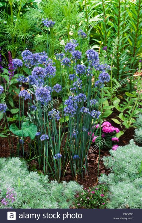 Kitchen With Yellow Walls, Cobblestone Backyard, Blue Allium, Plant Zones, Zone 5, Spring Bulbs, Yellow Walls, Kitchen Garden, True Blue