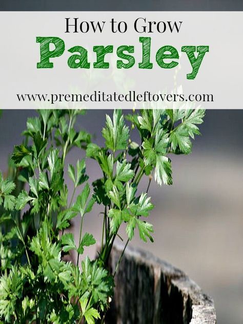 How to Grow Parsley- Parsley is easy to grow and can be used in a variety of recipes. Here are some helpful tips on how to grow parsley in your own garden. Parsley Growing, How To Grow Parsley, Grow Parsley, Pepper Companion Plants, Growing Parsley, Parsley Plant, Gemüseanbau In Kübeln, Gardening Herbs, Types Of Herbs