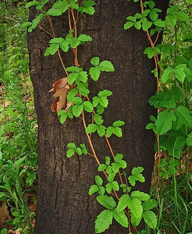 Poison Oak Plant, Poison Ivy Plants, Poison Oak, Horror Tattoo, Plant Identification, Trail Runners, Poison Ivy, Things To Know, Green Thumb