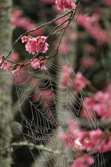 Spiderweb and cherry blossoms in  Spring Cherry Tree Aesthetic, Dark Spring Aesthetic, Cherry Trees Aesthetic, Cherry Blossom Japan Aesthetic, Cherry Blossom Spring Aesthetic, Tree Buds, Spring Cherry Blossoms Photography, Japan In Cherry Blossom Season, Pink Spring Flowers