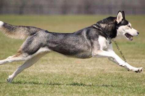 Amaya the husky running at full speed! Husky Tail, Husky Running, Agouti Husky Puppy, Husky Puppies Howling, Jumping Poses, Dramatic Husky, Husky With Two Different Eyes, Best Funny Photos, Husky Puppy