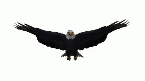 Eagle Gif, Fly Gif, Eagle Cartoon, Green Screen Images, Free Cartoon Characters, Ombre Wallpaper Iphone, Changing Of The Guard, Eagle Nest, Skeleton Illustration