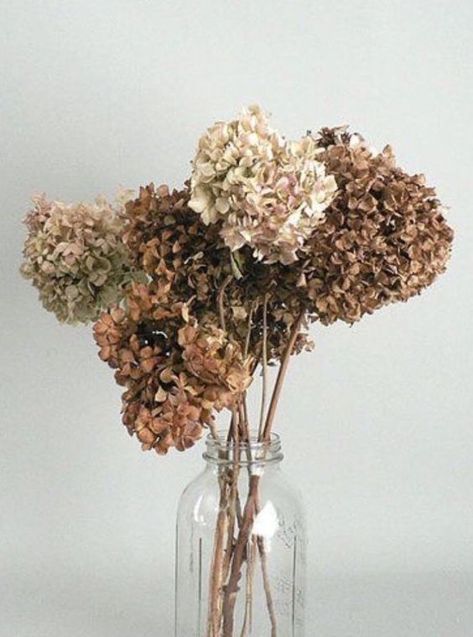 Dried Hydrangeas Wedding, Autumn Hydrangea, Colorful Hydrangeas, Home Is A Feeling, Hydrangea Cottage, Psalm 4 8, Coastal Cottage Decorating, Fall Cottage, Dried Pressed Flowers