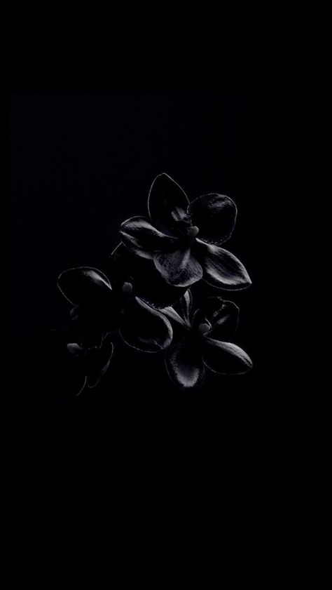 Tech Wallpaper, Orchid Wallpaper, Dark Orchid, Dark Black Wallpaper, Black Orchid, Black Wallpaper, Flower Wallpaper, Flowers Photography, Dark Black