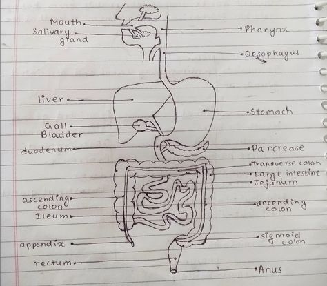 Digestion and absorption #1 Alimentary Canal Diagram, Biology Practical, Biology Diagrams, Digestion And Absorption, Diagram Drawing, My Notes, Biology, Male Sketch, Drawings