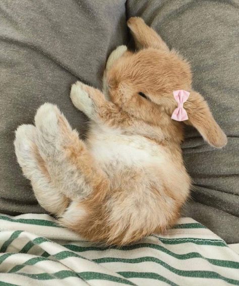 Rabbit Coquette, Bunny Coquette, Bunny Pets, Coquette Bunny, Mini Lop Bunnies, Holland Lop Bunnies, Cutest Bunny Ever, Pet Bunny Rabbits, Cute Bunny Pictures