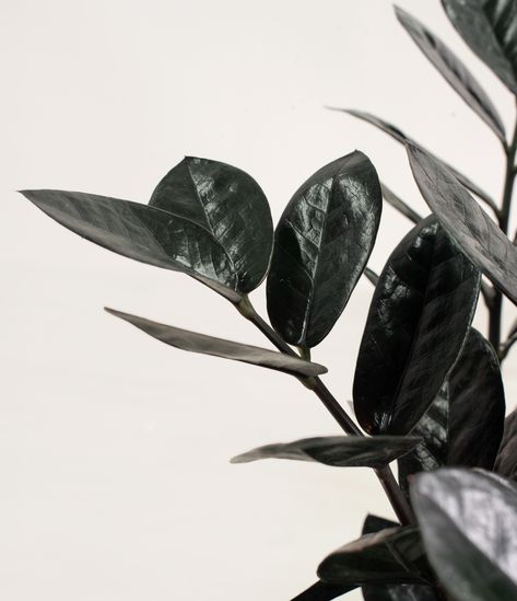 How to Care for Black ZZ Plant | easyplant Black Zz Plant, Zz Plant Care, Plant Tips, Zz Plant, Black Leaves, Easy Plants, Plant Lighting, Water Me, Growing Indoors