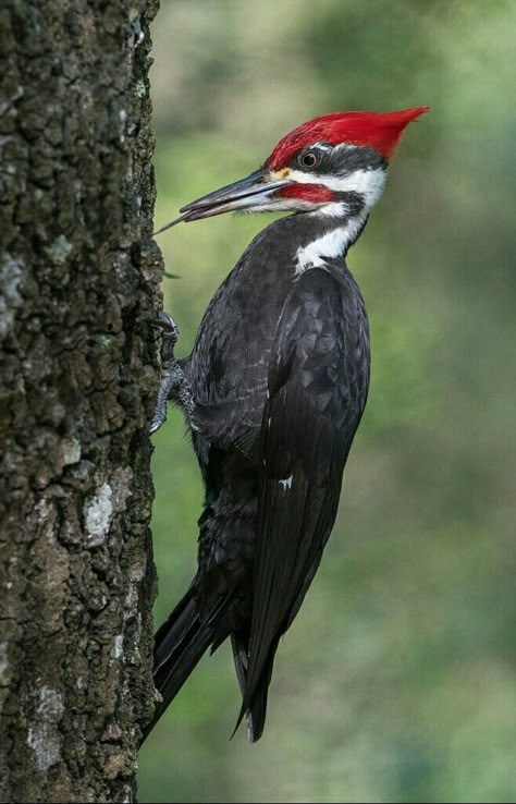 Red Belly Woodpecker, Pileated Woodpecker Drawing, Pilated Woodpecker, Woodpecker Drawing, Woodpecker Illustration, Bird Reference Photos, Woodpecker Art, Painting On Pallet Wood, Wood Birds