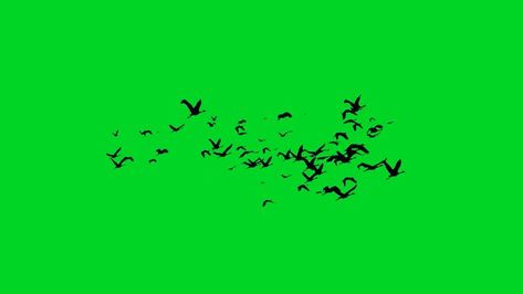 Birds Flying Green Screen, Birds Flying, Green Screen, Green screen HD, 4k, green screen birds, green screen birds flying Birdwatching, Birds Flying, Bird Photography, Green Screen, Bird Lovers, Bird Watching, Wildlife Photography, Nature Photography, Birds