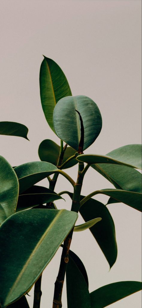 Aesthetic Greenery Wallpaper, Earthy Screensavers, Iphone Background Plants, Waxing Aesthetic Wallpaper, Greenery Iphone Wallpaper, Greenery Background Wallpaper, Greenery Aesthetic Wallpaper, Money Plant Decor, Aesthetic Greenery