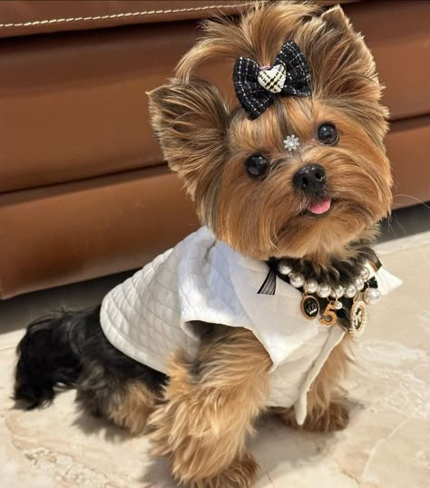 Boujee Dog, Yorkie Puppy Haircuts, Yorkshire Terrier Grooming, Yorkie Haircut, Mini Yorkie, Yorkie Hairstyles, Dog Haircut, Cute Fluffy Puppies, Dog Yorkie