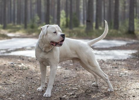 American Bulldog Scott, Johnson American Bulldog, Dog Argentino, American Bulldog Puppies, American Bulldogs, Fit Dogs, American Pitbull, English Bull Terriers, Purebred Dogs